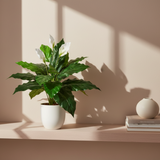SPATHIPHYLLUM betűzős zöld vitorlavirág elegáns szobában