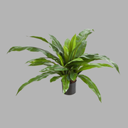 Élethű, 80 cm magas, mű madárfészek páfrány fekete műanyag cserépben