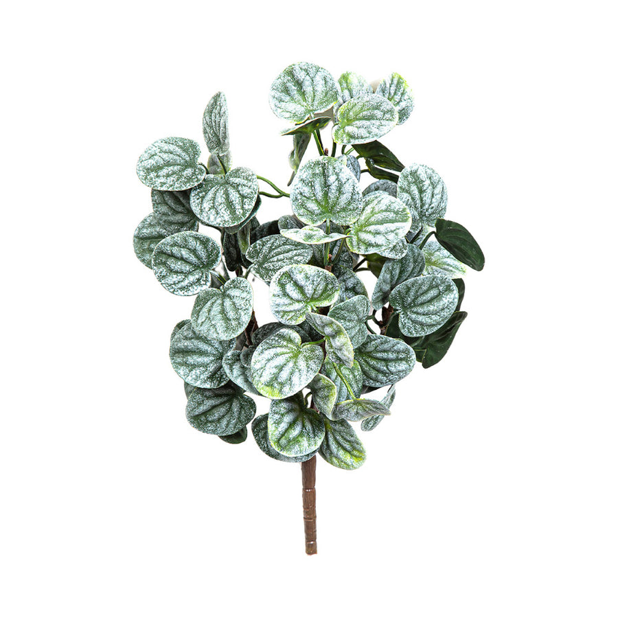 Hamvaszöld Peperomia betűzhető törpebors műnövény fehér háttéren