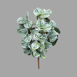 Dús levelű Peperomia műnövény betűzhető kivitelben semleges szürke háttér előtt