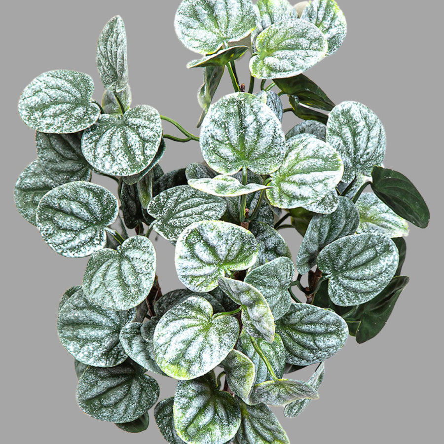 Peperomia törpebors műnövény erezett levelek közelről