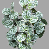 Peperomia törpebors műnövény erezett levelek közelről