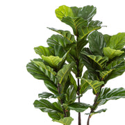 Élethű megjelenésű, mesterséges fikusz cserje, fekete színű, műanyag kaspóban.