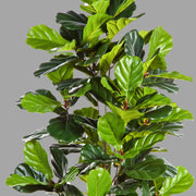 Élethű megjelenésű, mesterséges fikusz cserje fekete színű, műanyag kaspóban.