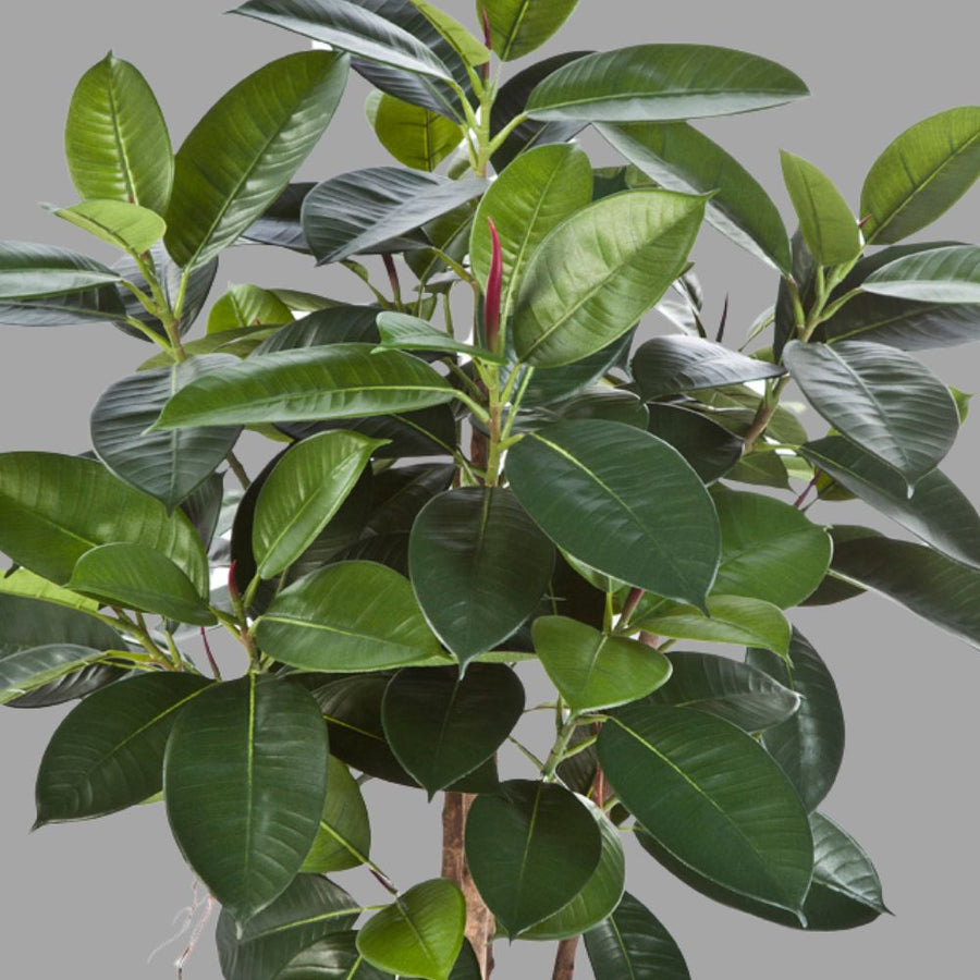 Élethű megjelenésű, merséges fikusz cserje, fekete színű, műanyag kaspóban