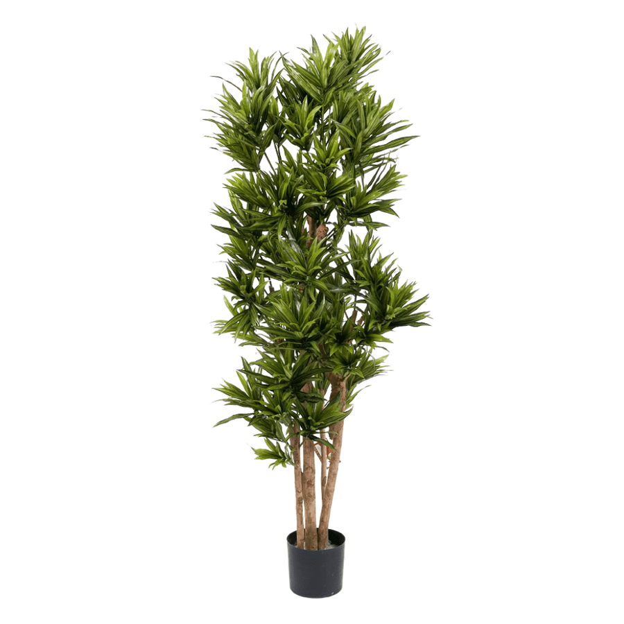 Élethű megjelenésű, mű sárkányfa, fekete színű műanyag cserépben