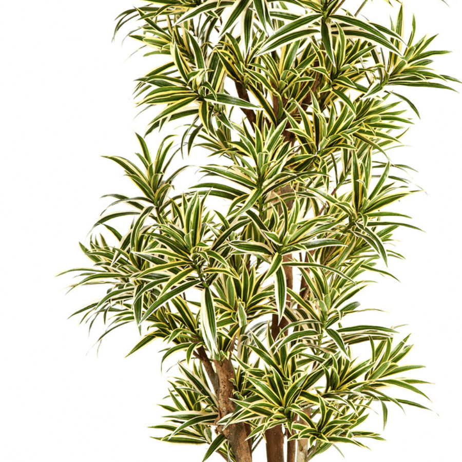 Élethű megjelenésű, mű sárkányfa, fekete színű műanyag cserépben