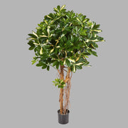 Élethű megjelenésű, dús lombozatú, mű sugárarália fa valódi fából készült törzzsel