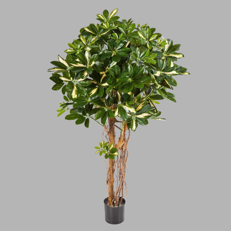 Élethű megjelenésű, dús lombozatú, mű sugárarália fa valódi fából készült törzzsel