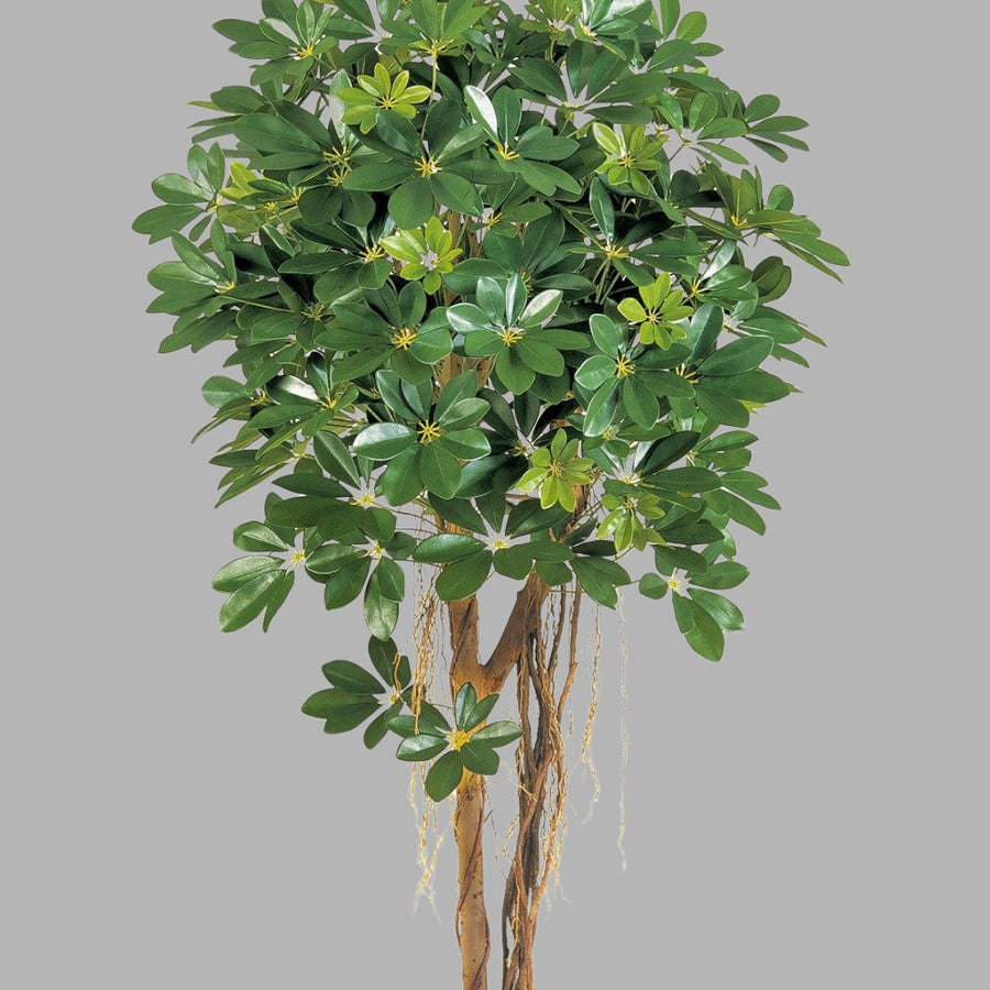 Élethű megjelenésű, dús lombozatú, mű sugárarália fa valódi fából készült törzzsel