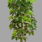 Nagyméretű, élethű, mesterséges sugárarália cserje fekete színű, műanyag kaspóban.