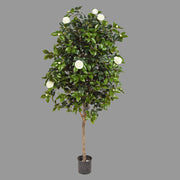 Élethű megjelenésű, fehér színű virágokkal és bimbókkal tarkított kamélia cserje