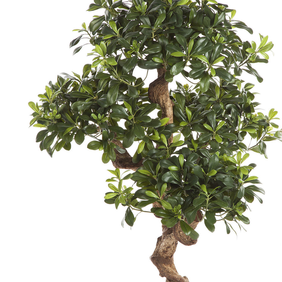 Élethű megjelenésű, kínai enyvesmag fácska, fekete színű, műanyag kaspóban.