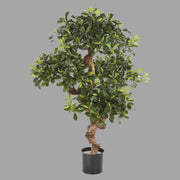 Élethű megjelenésű, kínai enyvesmag fácska, fekete színű, műanyag kaspóban.