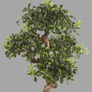 Élethű megjelenésű, kínai enyvesmag fácska, fekete színű, műanyag kaspóban.