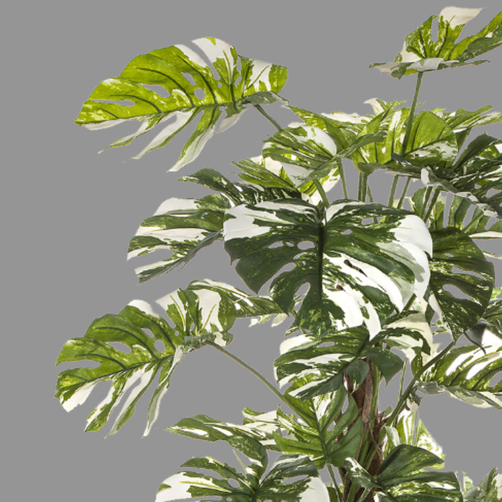 Élethű megjelenésű, fehér foltos filodendron műnövény, fekete műanyag cserépben