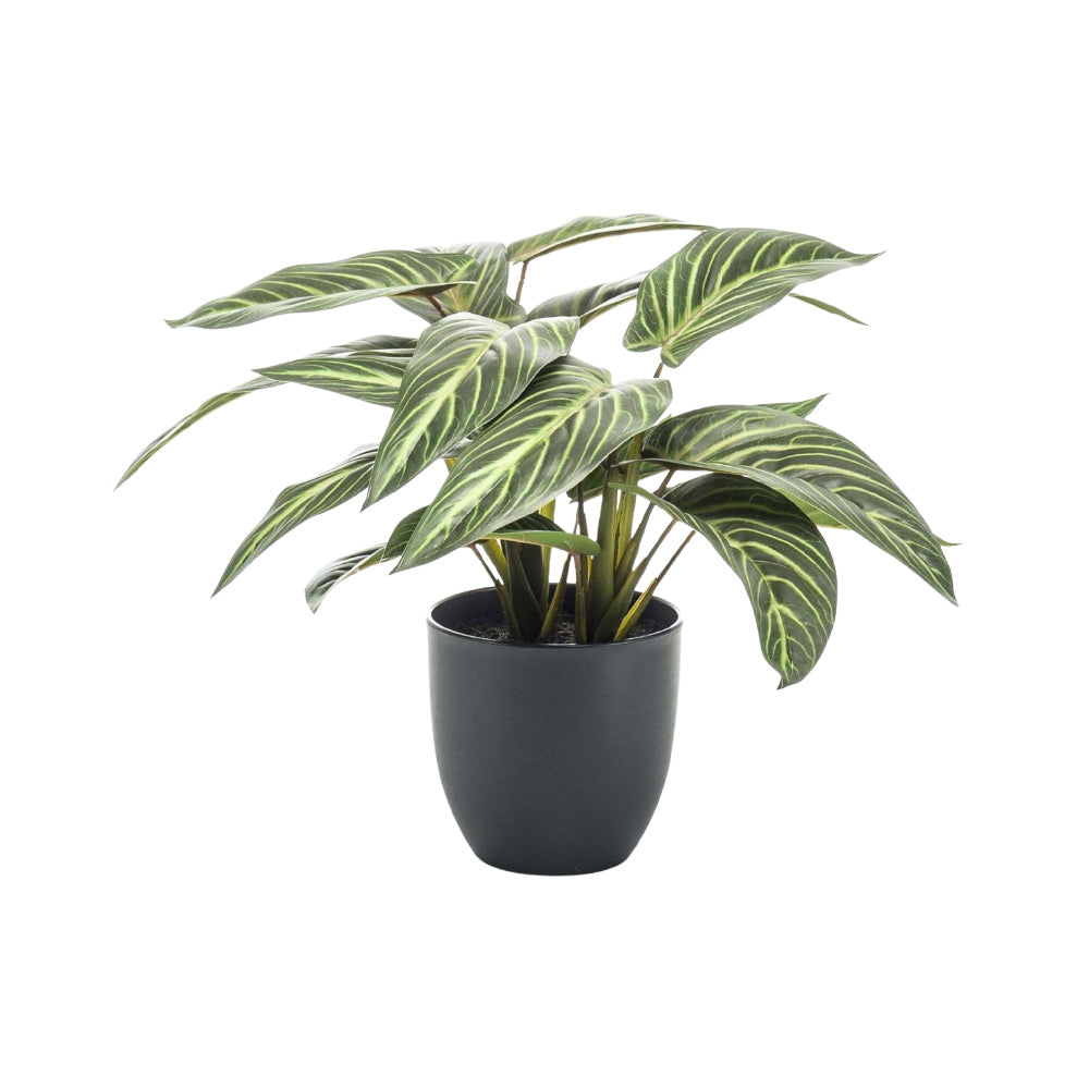 zebralevél műnövény fekete kaspóban Calathea 38 cm dekoráció