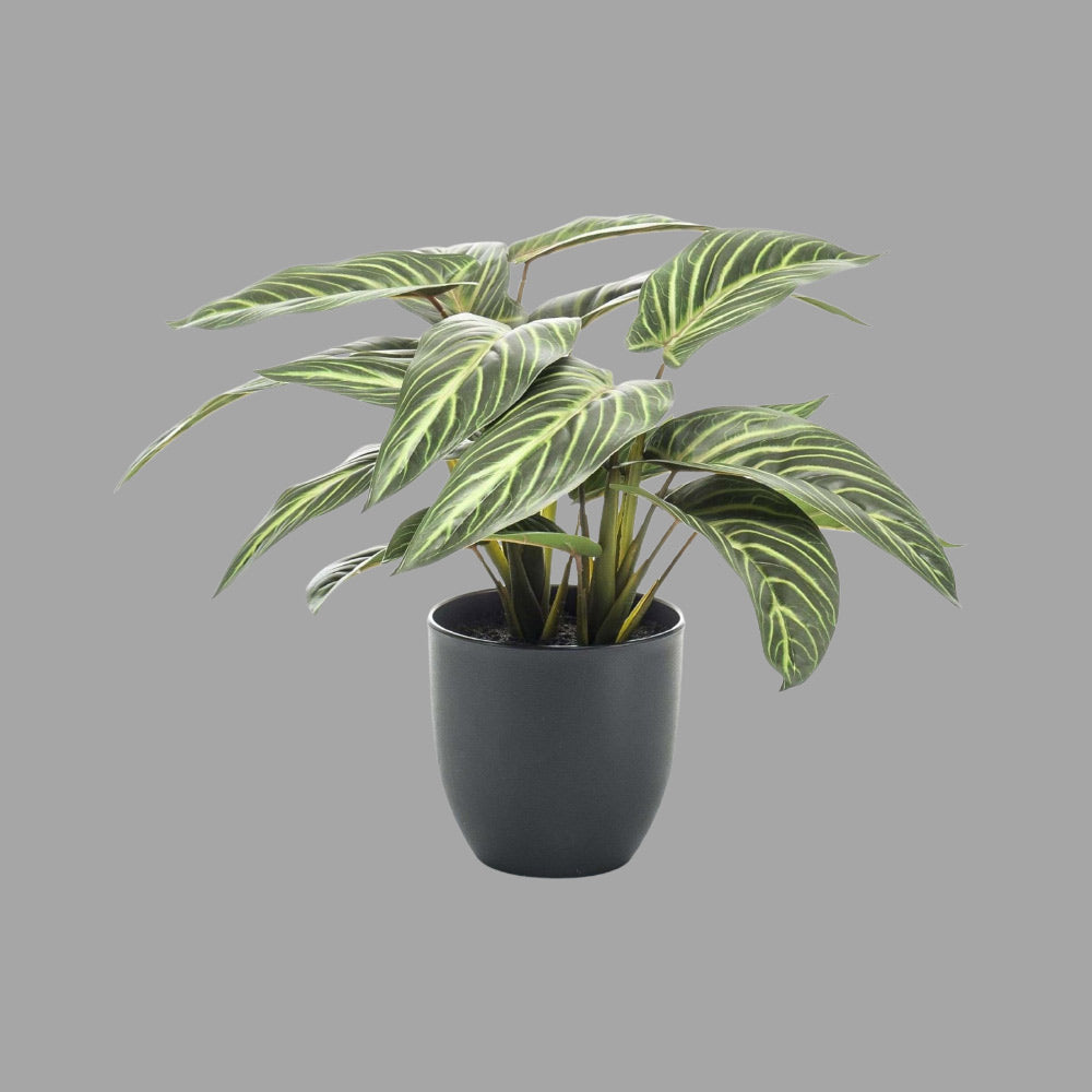 38 cm magas zebralevél műnövény fekete kaspóban semleges szürke háttér előtt