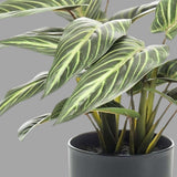 Részletfotón a zebralevél csíkos mintázatú levele 