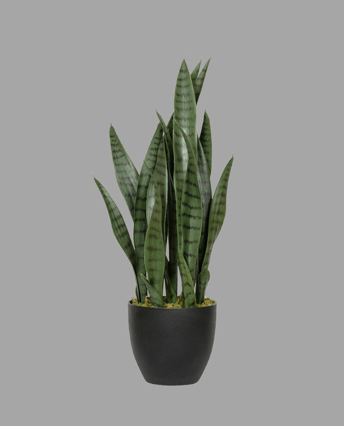 UV-álló, mű anyósnyelv növény dekoratív, fekete műanyag cserépeben