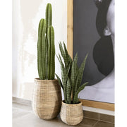 Mediterrán szobában kaktusz mellett álló uv-álló anyósnyelv.