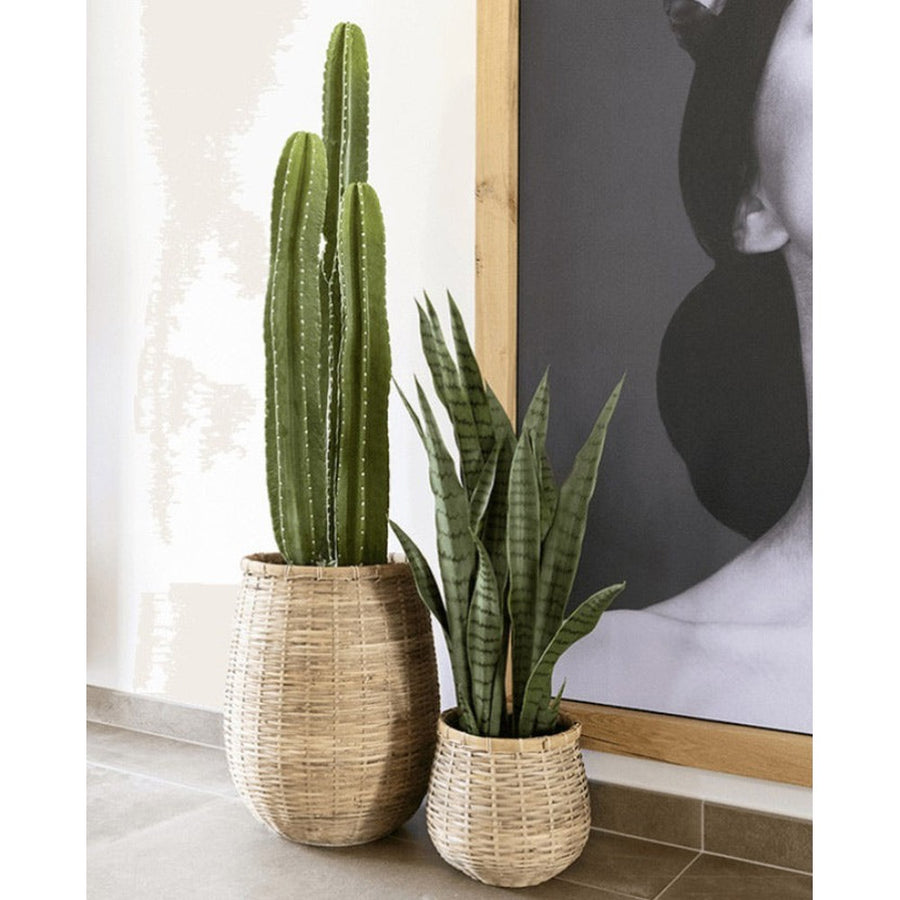 Mediterrán szobában kaktusz mellett álló uv-álló anyósnyelv.