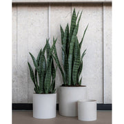 UV-álló, mű anyósnyelv növény dekoratív, fekete műanyag cserépeben