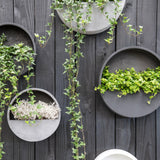 Modern fekete fali kaspók növényekkel kültéri faldekorációként