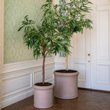 Heritage taupe hengeres fiberstone kaspó díszfával, a kollekció nagyobb kaspójával együtt, elegáns klasszikus enteriőrben.