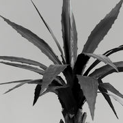 Mű agave részlet, sötét színű, recés szélű levelekkel közelről.