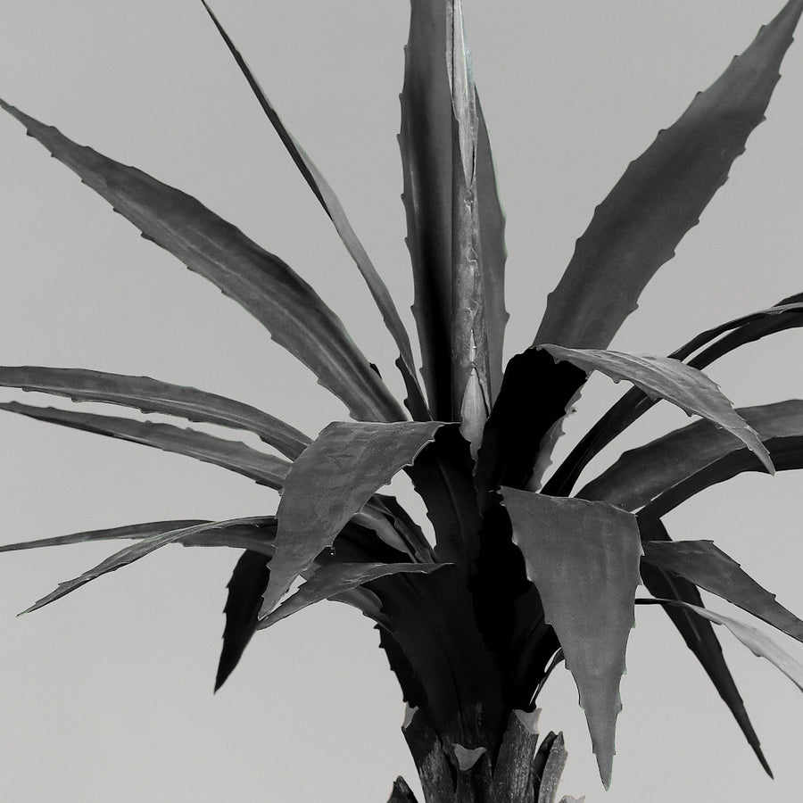 Mű agave részlet, sötét színű, recés szélű levelekkel közelről.