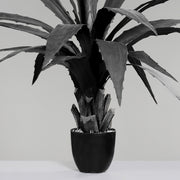 Fekete mű agave növény töve és leveleinek indulása, fekete műanyag cserépben.