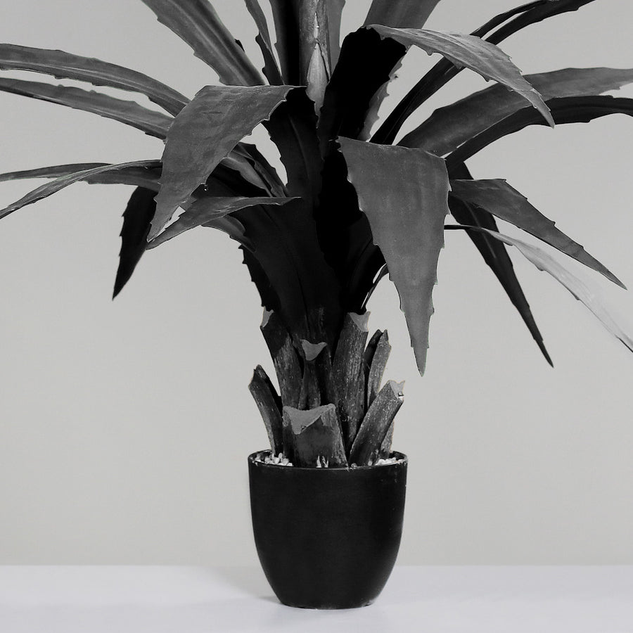 Fekete mű agave növény töve és leveleinek indulása, fekete műanyag cserépben.