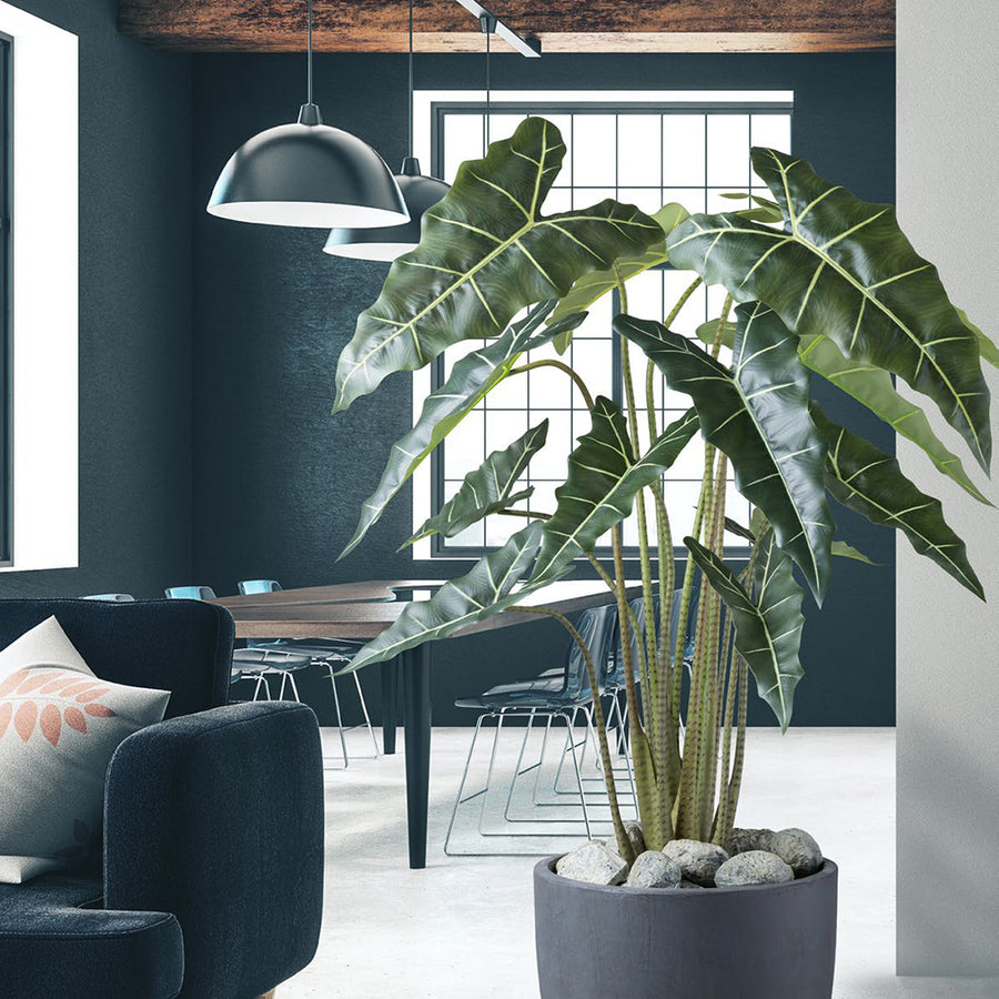 ALOCASIA ZEBRINA zöld mű zebra alokázia bokor 160 cm