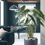 ALOCASIA ZEBRINA zöld mű zebra alokázia bokor 160 cm