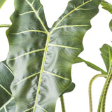 ALOCASIA ZEBRINA zöld mű zebra alokázia bokor 160 cm