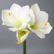 Fehér színű, amarillisz művirág.