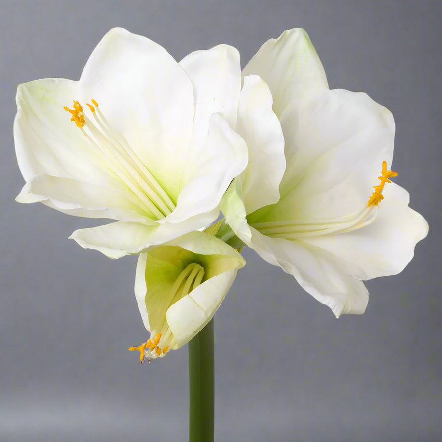 Fehér színű, amarillisz művirág.