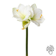 Fehér színű, amarillisz művirág.