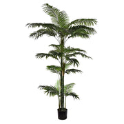 Areca Americano zöld mű amerikai areca pálma 180 cm fekete cserépben – teljes növény