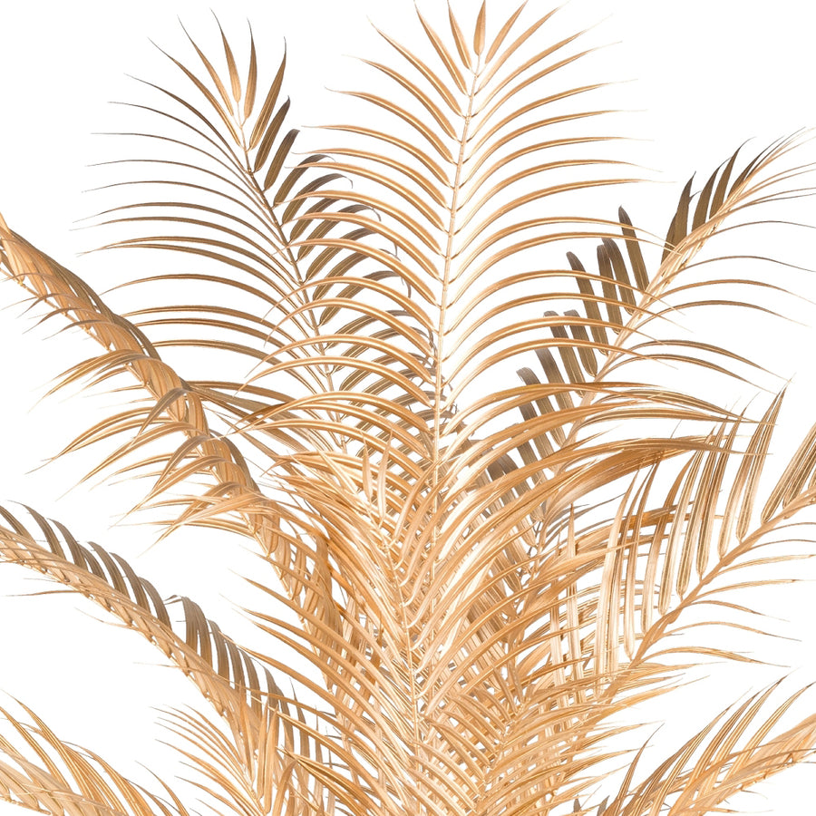 Fémes arany levelek részletgazdag kidolgozása az arany Areca pálmán.