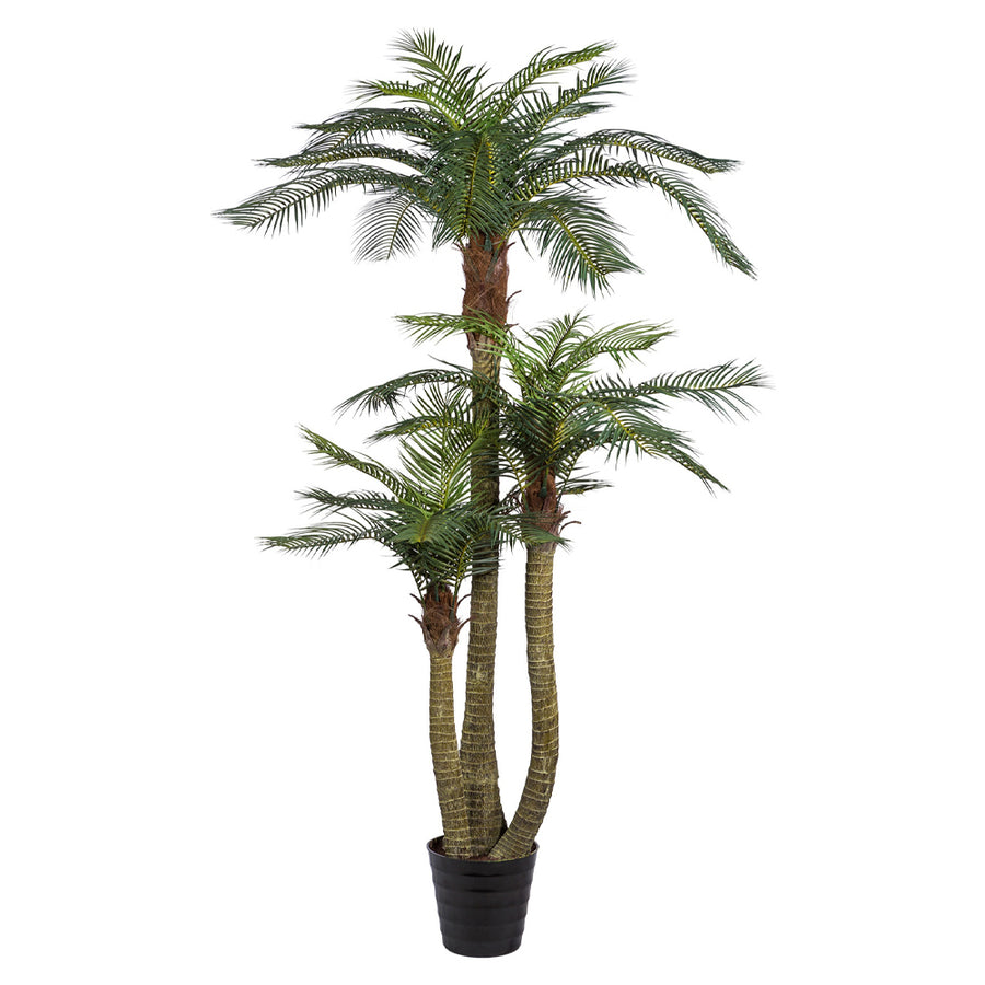 Prémium minőségű, 250 cm magas mű areca pálma fekete cserépben fehér háttér előtt