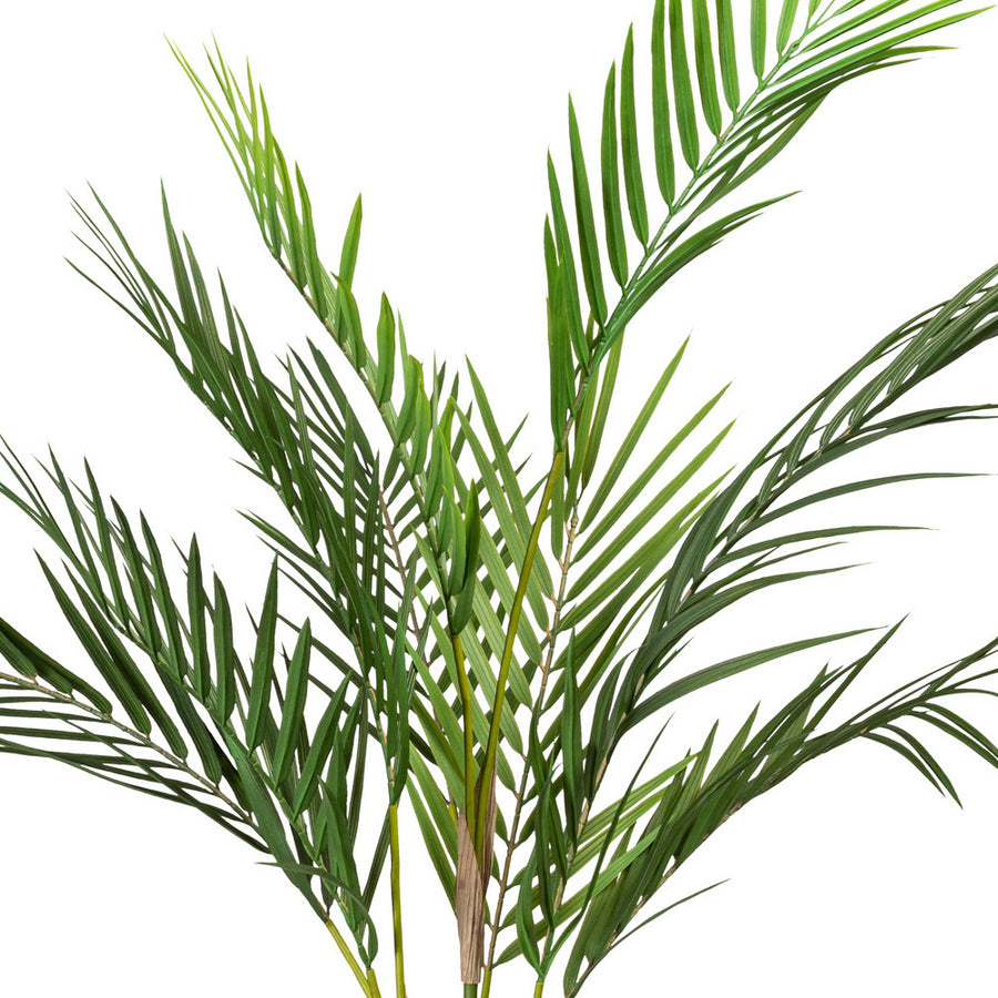 Filigrán levelű ARECA mű pálma közelről.