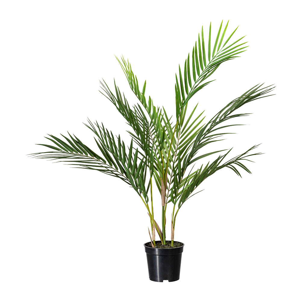 ARECA zöld mű aranypálma 70 cm fekete kaspóban.