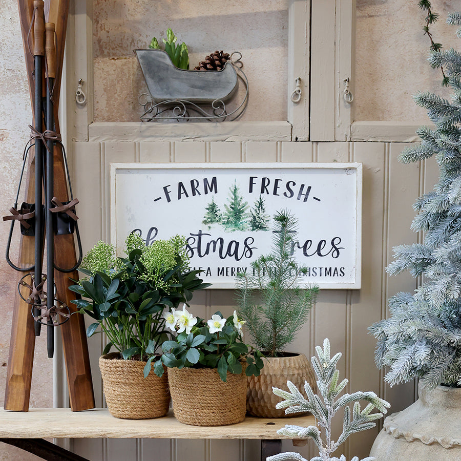 Vintage stílusú antik fém szán karácsonyi dekoráció részeként, növényekkel és táblával