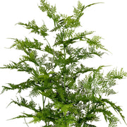 Közelről az élethű, fátyolszerű levelek részlete az aszparágusz bokron.