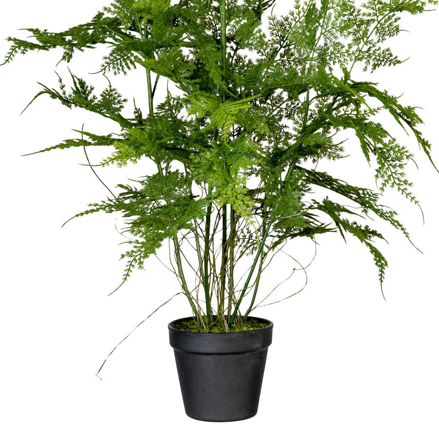 A fekete cserép és az aszparágusz bokor alsó leveleinek részlete.