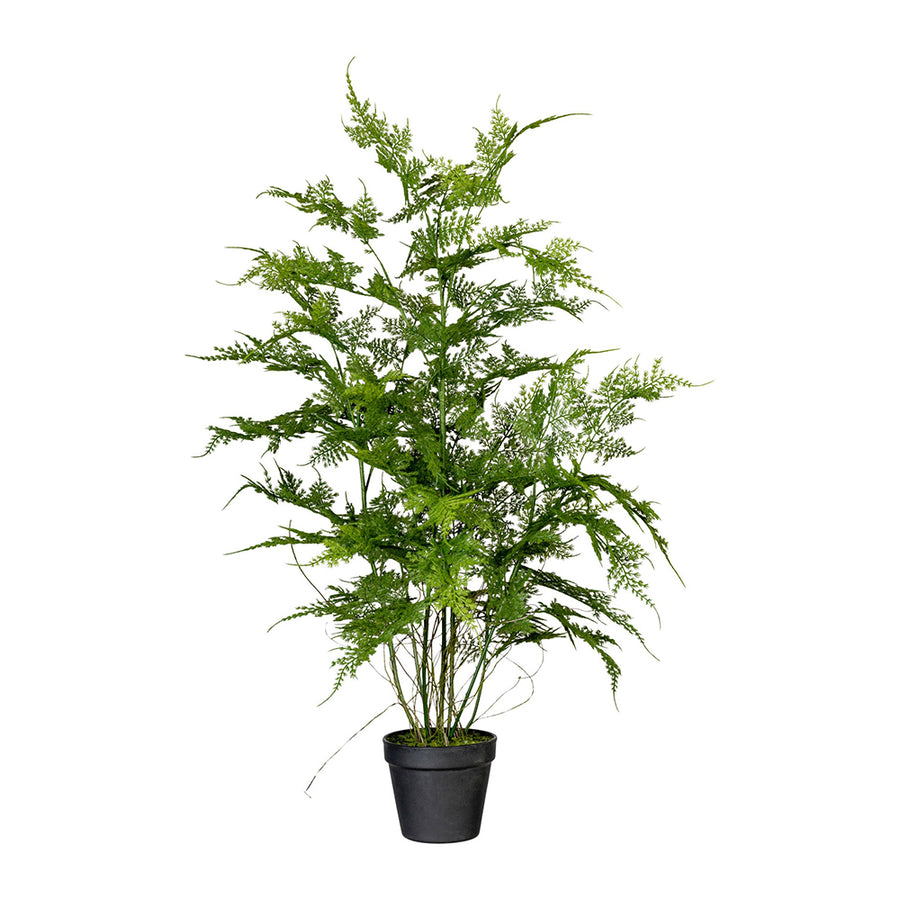 80 cm magas, cserepes mű aszparágusz bokor fehér háttérrel.