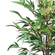 Közelkép a kínai mű bambusz finoman erezett, zöld leveleiről és pirosas levélhajtásairól.