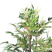 Közelkép a kínai mű bambusz finoman erezett, zöld leveleiről és pirosas levélhajtásairól.